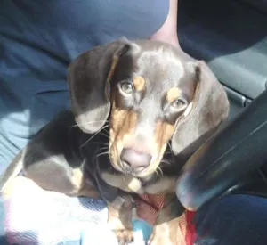 Cachorro raça daschund idade 2 anos nome Messi