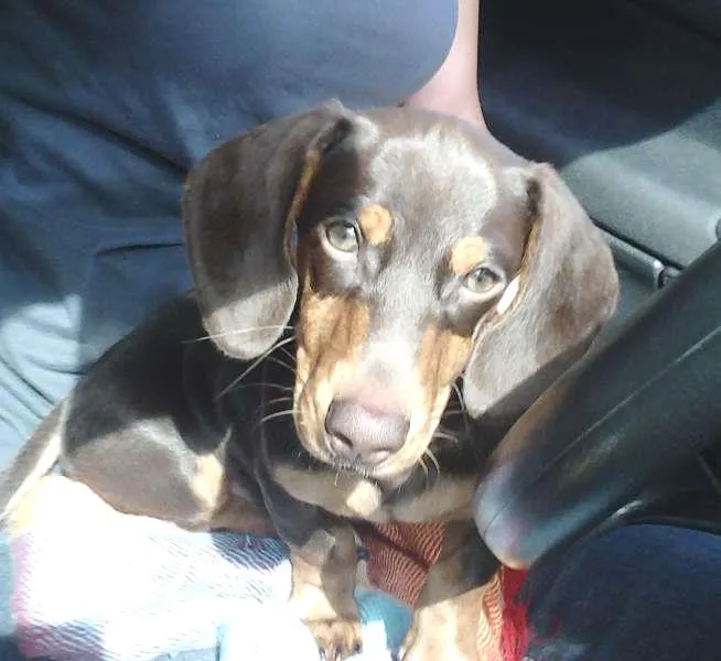 Cachorro ra a daschund idade 2 anos nome Messi