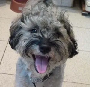 Cachorro raça SRD idade 1 ano nome Mane