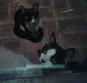 Gato raça  sem raça idade  nome Geraldo