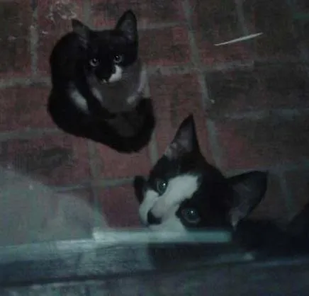Gato ra a  sem raça idade  nome Geraldo