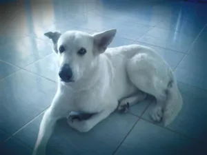 Cachorro raça PASTORA CANADENSE idade 6 ou mais anos nome SHIRA