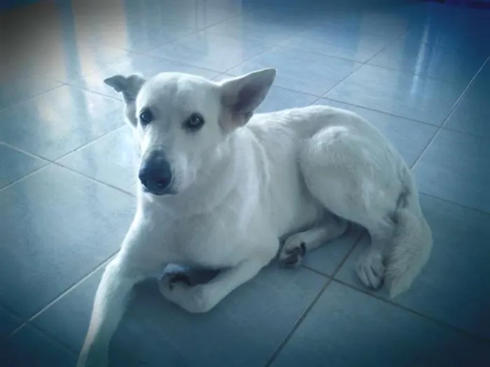 Cachorro raça PASTORA CANADENSE idade 6 ou mais anos nome SHIRA