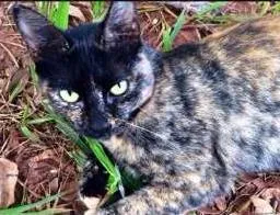 Gato ra a SRD idade 1 ano nome Fefê