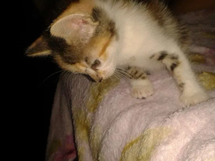 Gato ra a indefinida idade Abaixo de 2 meses nome limanzinha