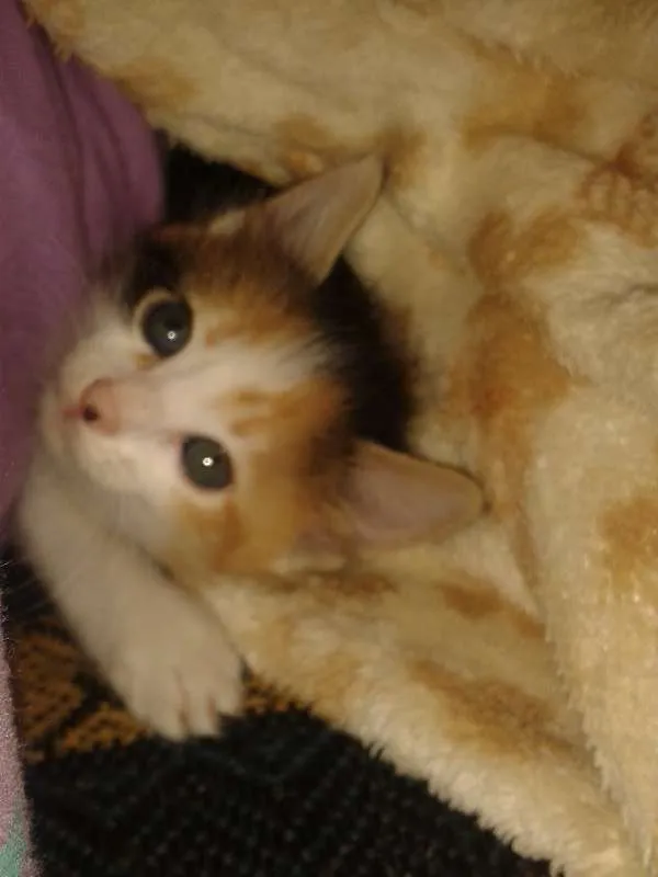 Gato ra a indefinida idade Abaixo de 2 meses nome limanzinha