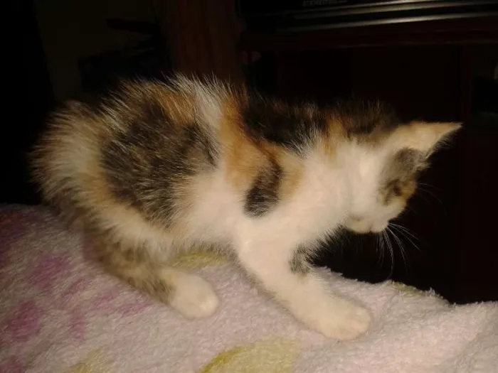 Gato ra a indefinida idade Abaixo de 2 meses nome limanzinha
