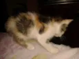 limanzinha
