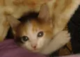 limanzinha