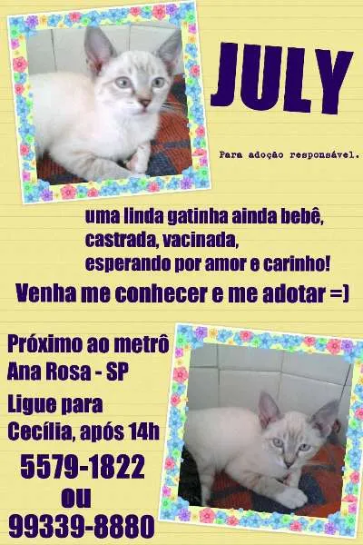 Gato ra a SRD idade 2 a 6 meses nome JULY