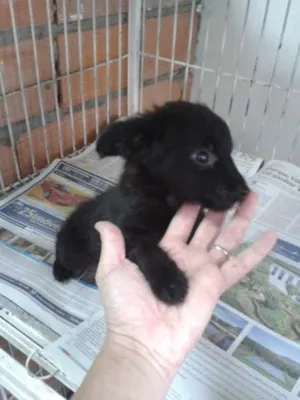 Cachorro raça SRD idade Abaixo de 2 meses nome Bob