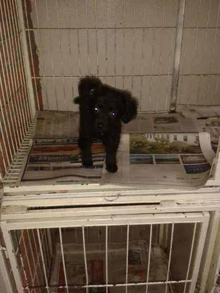 Cachorro ra a SRD idade Abaixo de 2 meses nome Bob