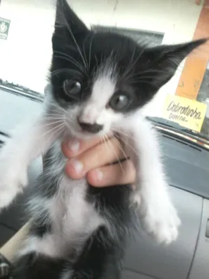 Gato raça SRD idade 2 a 6 meses nome Mia