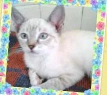 Gato ra a SRD idade 2 a 6 meses nome JULY