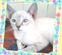 Gato raça SRD idade 2 a 6 meses nome JULY
