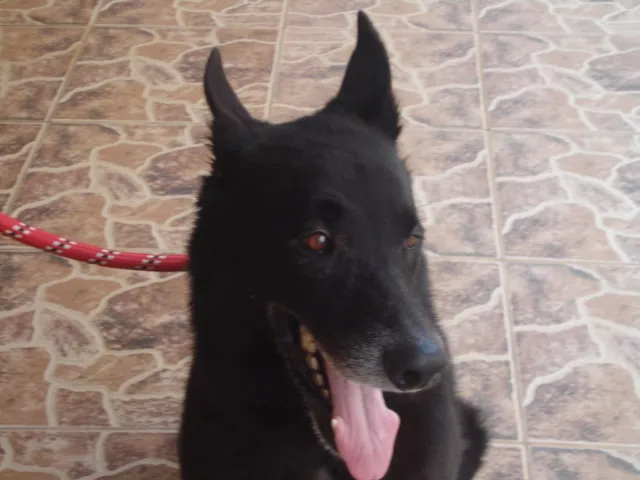Cachorro ra a Pastor Belga idade 6 ou mais anos nome Luck