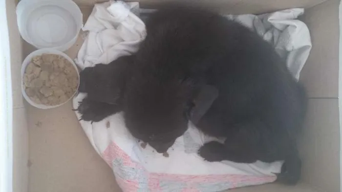 Cachorro ra a  idade 2 a 6 meses nome Princesa