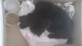 Princesa