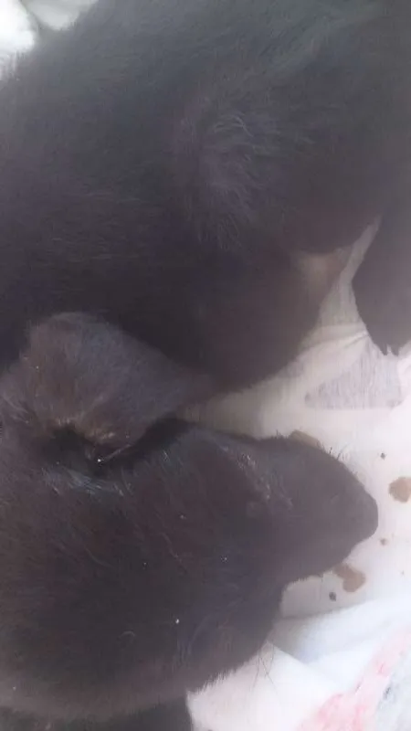 Cachorro ra a  idade 2 a 6 meses nome Princesa