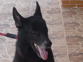 Cachorro ra a Pastor Belga idade 6 ou mais anos nome Luck