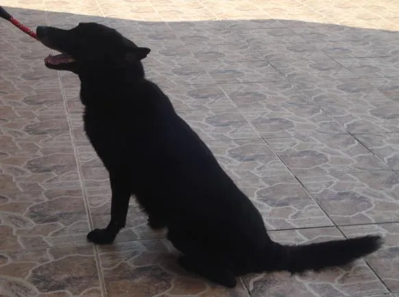 Cachorro ra a Pastor Belga idade 6 ou mais anos nome Luck
