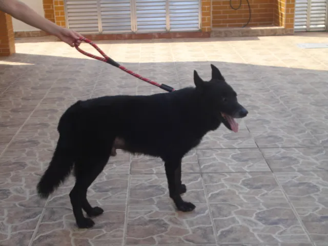 Cachorro ra a Pastor Belga idade 6 ou mais anos nome Luck