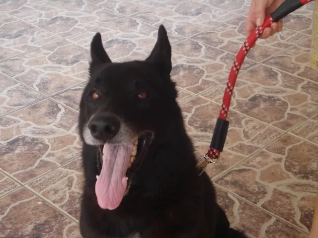Cachorro ra a Pastor Belga idade 6 ou mais anos nome Luck