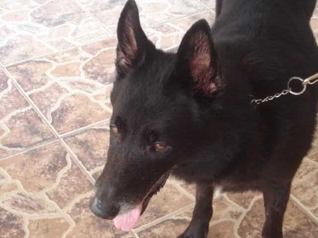 Cachorro ra a Pastor Belga idade 6 ou mais anos nome Luck