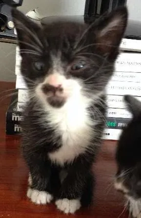Gato ra a Indefinida idade Abaixo de 2 meses nome Bob