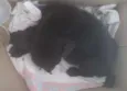 Princesa