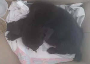 Cachorro raça  idade 2 a 6 meses nome Princesa