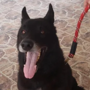 Cachorro raça Pastor Belga idade 6 ou mais anos nome Luck