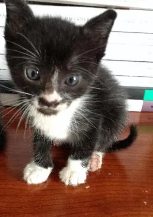Gato ra a Indefinida idade Abaixo de 2 meses nome Luiz