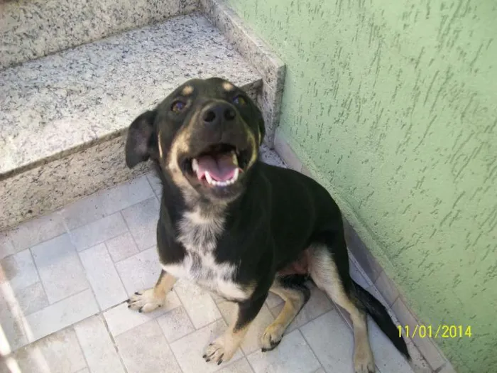 Cachorro ra a ND idade 1 ano nome Valentina