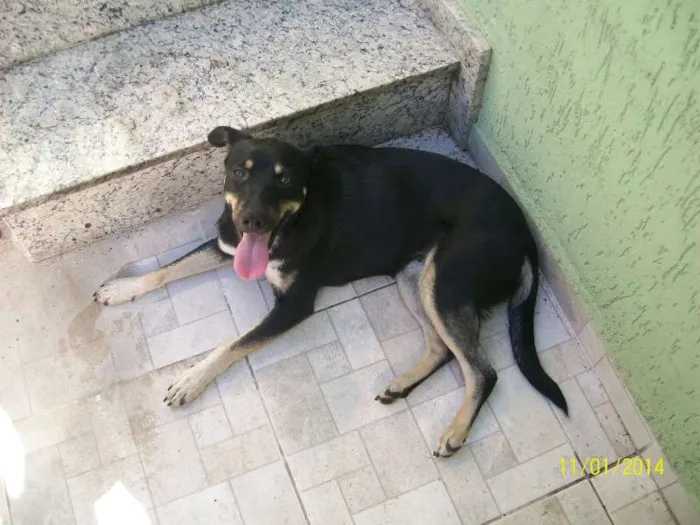 Cachorro ra a ND idade 1 ano nome Valentina