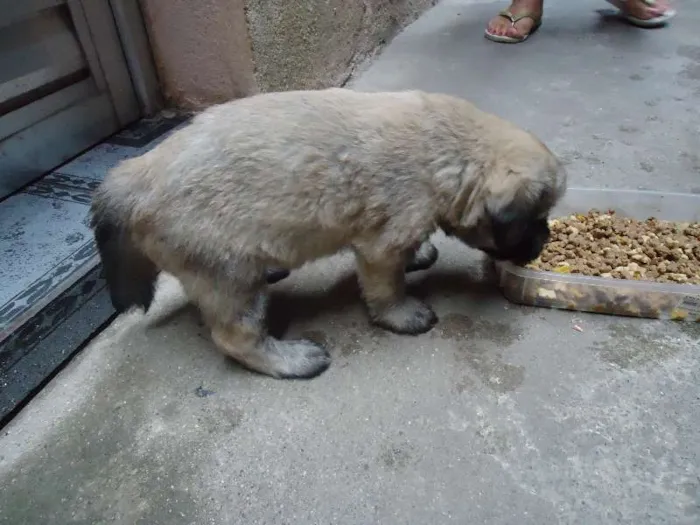 Cachorro ra a SRD idade Abaixo de 2 meses nome Bebês