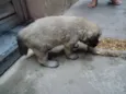 Bebês