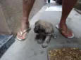 Bebês