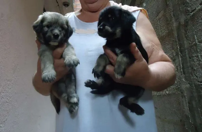 Cachorro ra a SRD idade Abaixo de 2 meses nome Bebês