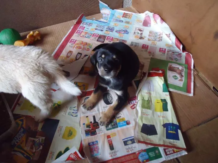 Cachorro ra a SRD idade Abaixo de 2 meses nome Bebês
