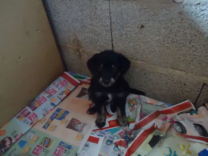 Cachorro ra a SRD idade Abaixo de 2 meses nome Bebês