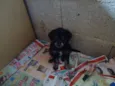Bebês