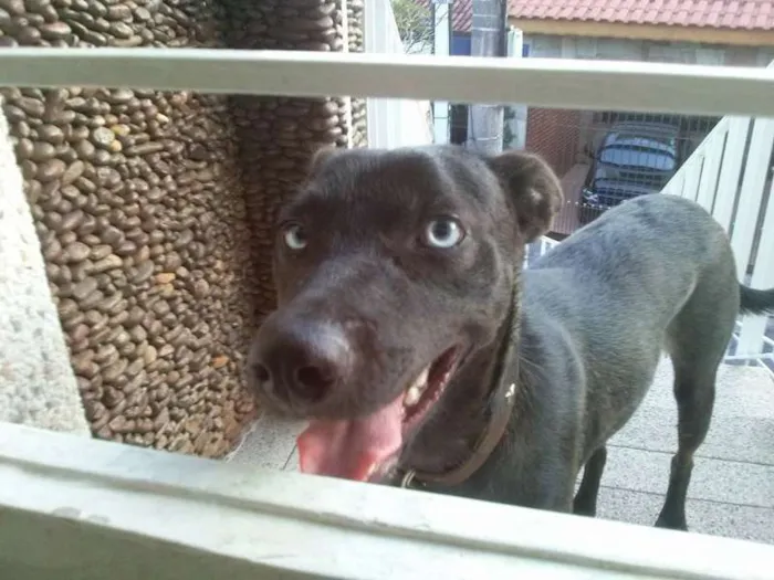 Cachorro ra a Vira Lata idade 7 a 11 meses nome Alf