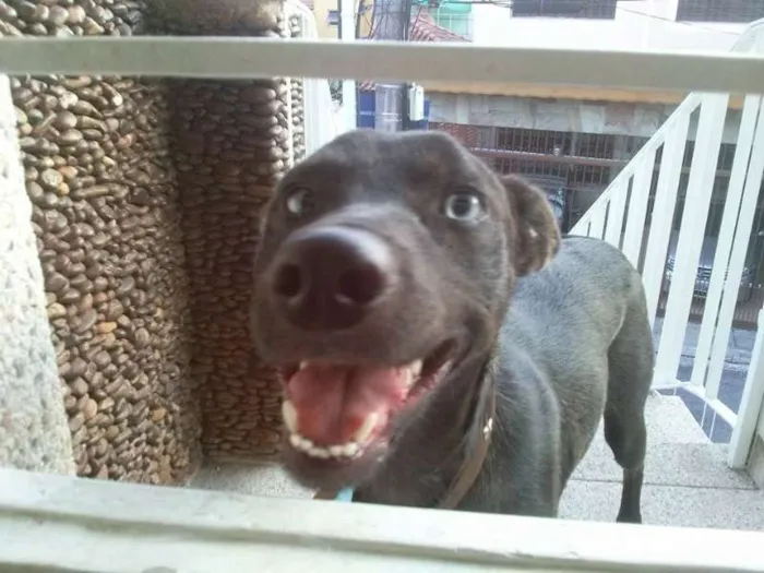 Cachorro ra a Vira Lata idade 7 a 11 meses nome Alf