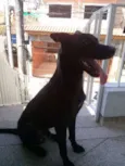 Alf