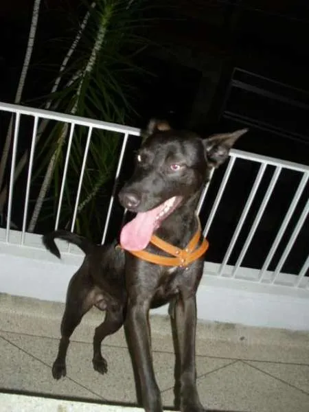 Cachorro ra a Vira Lata idade 7 a 11 meses nome Alf