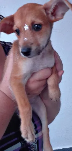 Cachorro ra a SRD idade 2 a 6 meses nome Tina