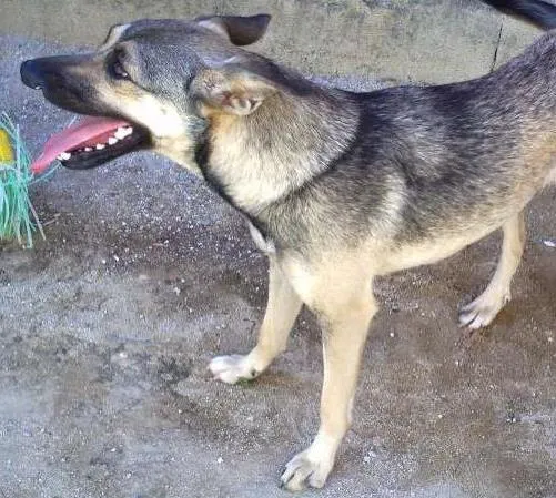 Cachorro ra a Vira lata idade 7 a 11 meses nome Vitoria