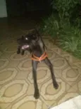 Alf