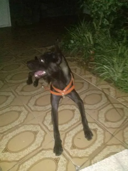 Cachorro ra a Vira Lata idade 7 a 11 meses nome Alf
